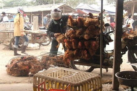 Cấm nhập gia cầm tươi sống qua biên giới ảnh 1